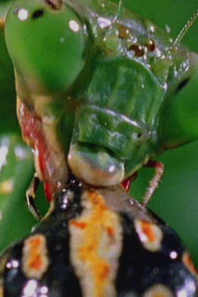 Los depredadores más letales del mundo