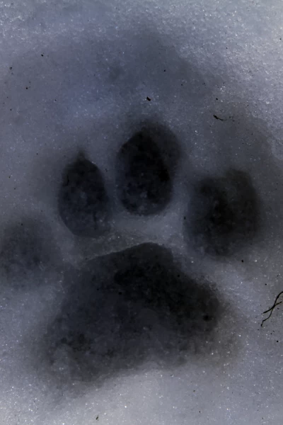 El puma contra el lobo