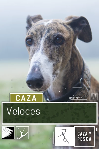 Veloces