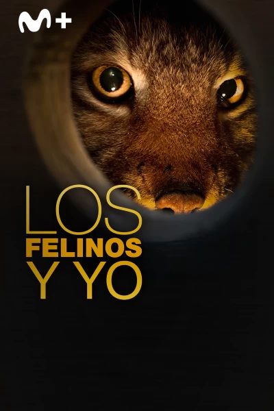 Los felinos y yo