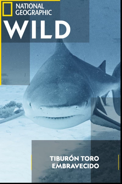 Tiburón toro embravecido