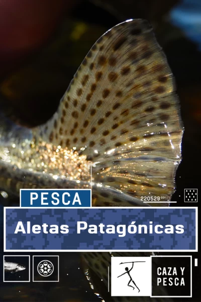 Patagonia indomable con David  Ferreras. T(T1). Patagonia... (T1): Aletas patagónicas