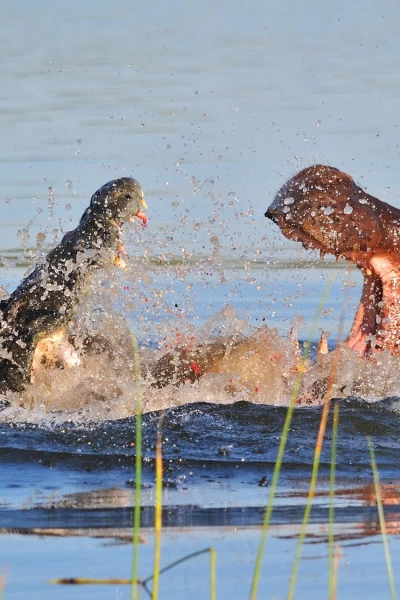 Hipopótamo contra cocodrilo