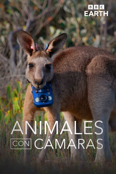 Animales con cámaras
