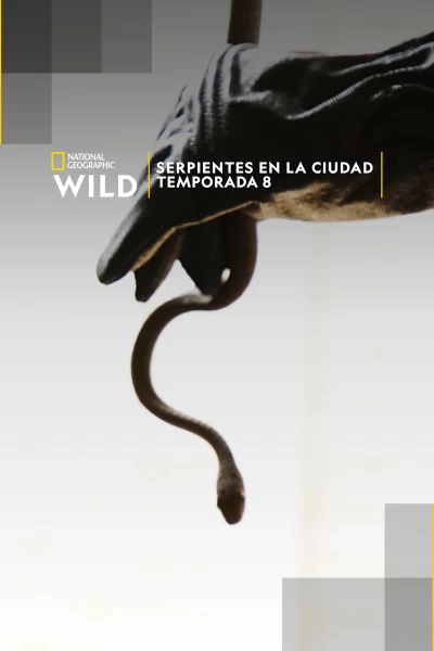 Serpientes en la ciudad