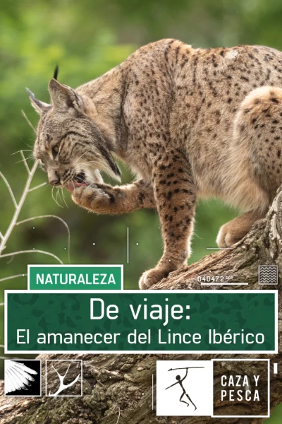 De viaje: el amanecer del Lince ibérico
