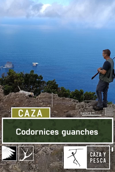Codornices guanches
