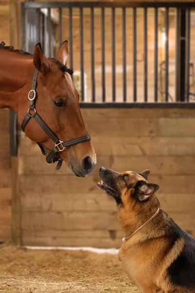 Hudson y Rex. T(T6). Hudson y Rex (T6): Ep.11 Entre perros y caballos