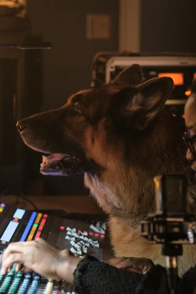 Hudson y Rex. T(T6). Hudson y Rex (T6): Ep.16 Rex, drogas y rock and roll