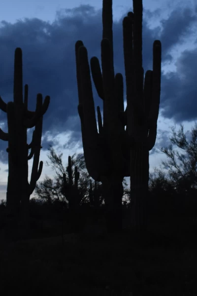 Buscadores de fantasmas. T(T21). Buscadores de... (T21): Aparición en Scottsdale