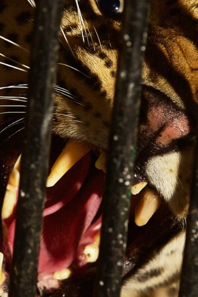 Especies En Peligro. Especies En Peligro: Leopardos: de la selva a la ciudad