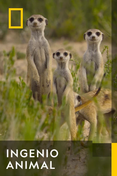 Ingenio animal