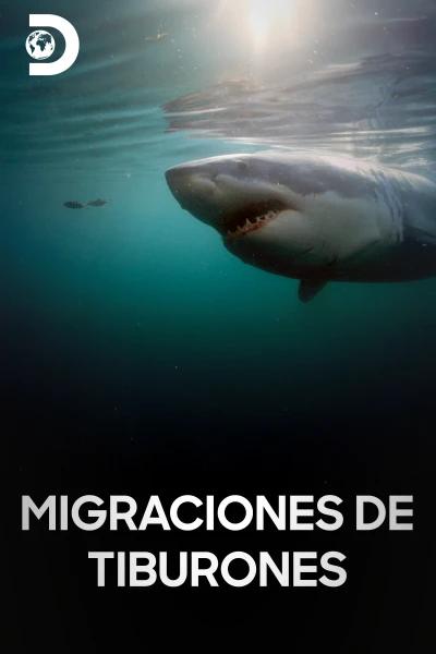 Migraciones de tiburones