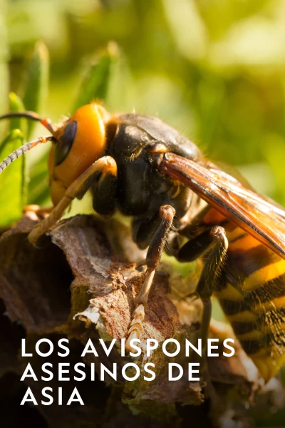 Los avispones asesinos de Asia
