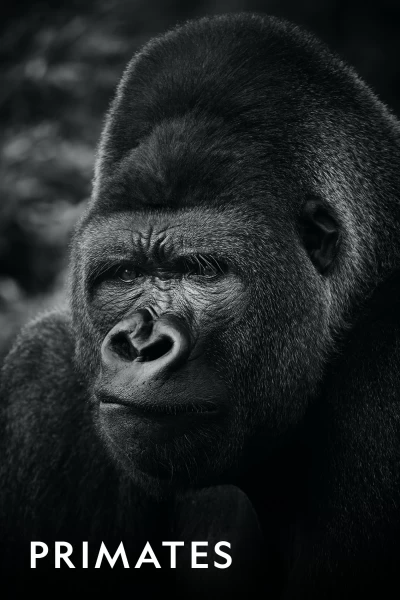 Primates