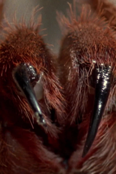 Amazonía. Amazonía: Acceso de 360º a El Amazonas