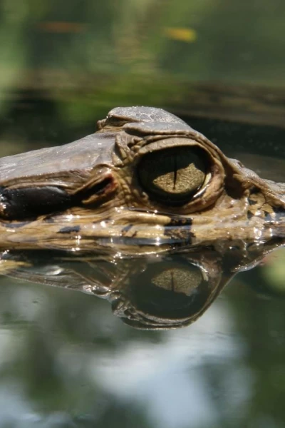 Amazonía. Amazonía: El lago de los mil caimanes