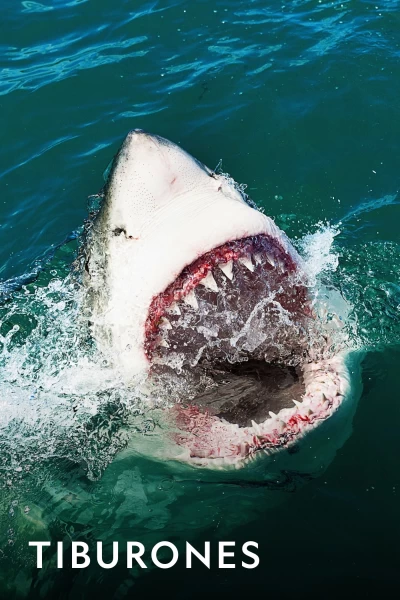 Tiburones. Tiburones: El show del gran tiburón