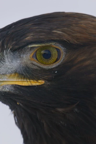 Europa indómita. Europa indómita: Un continente - Cinco mundos