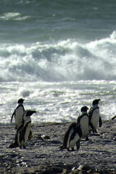 África. África: Costas