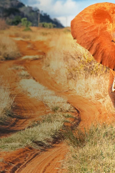 África. África: Wild Uganda