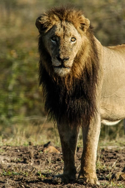 África. África: La sabana arbolada del África austral