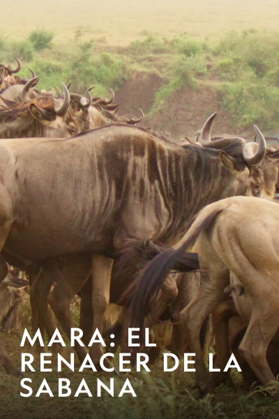 Mara: el renacer de la Sabana
