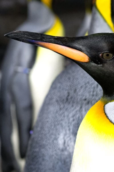 Invierno salvaje. Invierno salvaje: Vida de un pingüino