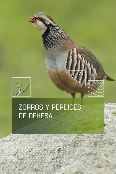 Zorros y perdices de dehesa