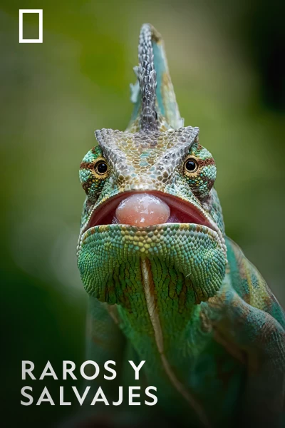 Raros y Salvajes