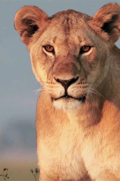 Grandes Felinos. Grandes Felinos: Planeta felino