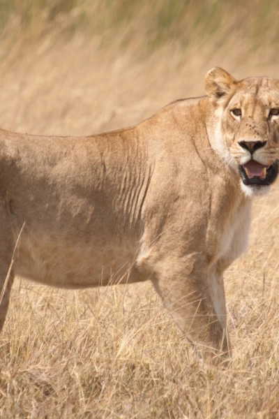 Grandes Felinos. Grandes Felinos: El león