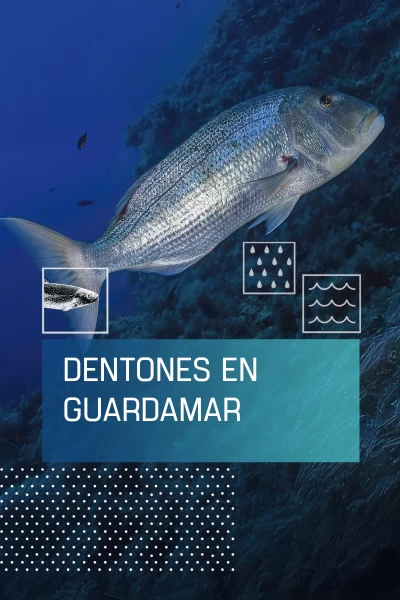 Dentones en Guardamar