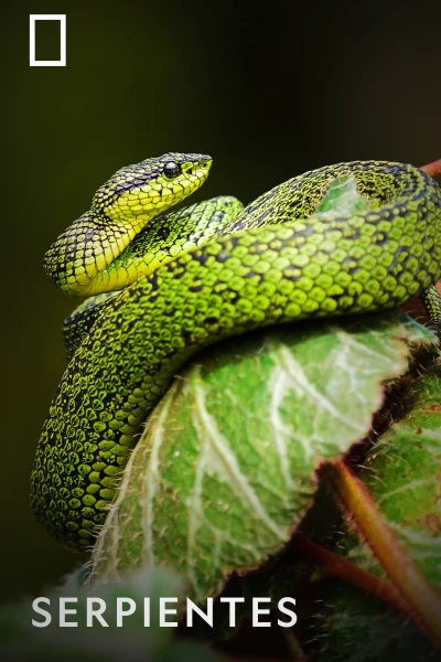 Serpientes