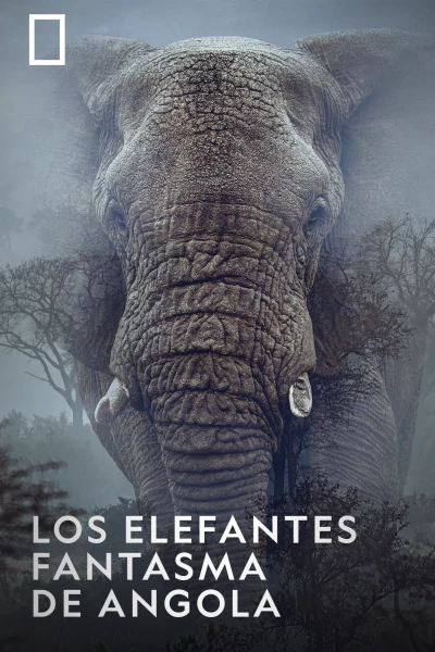 Los elefantes fantasma de Angola