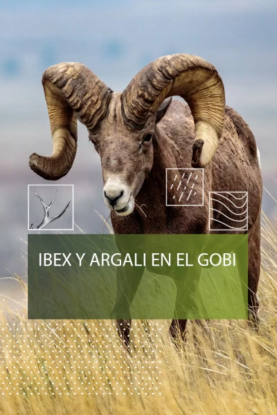 Ibex y Argali del Gobi