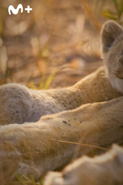 Felinos noche y día. Felinos noche y día: Nuevos comienzos