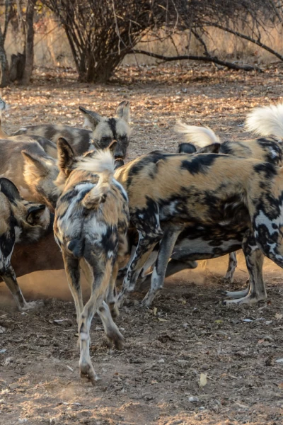 ÁFrica. ÁFrica: Golpa mortal