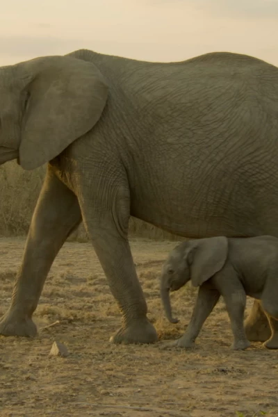 ÁFrica. ÁFrica: Colmillos que matan