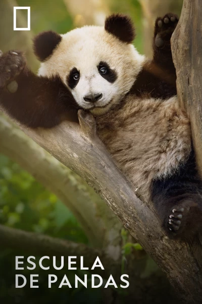 Escuela de pandas