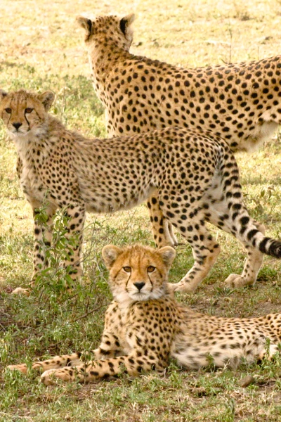 Visto en el safari. Visto en el safari: Nacidos para correr