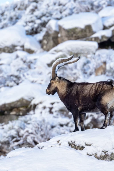 Las cumbres de Europa. Las cumbres de Europa: Gredos, rey de las montañas