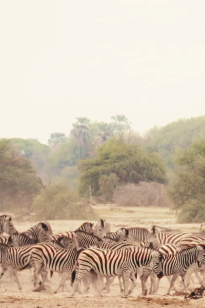 El delta del Okavango: el último oasis. El delta del Okavango: el último oasis