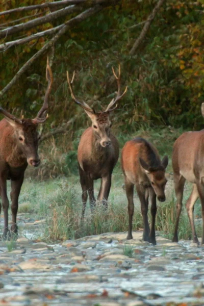 Las cumbres de Europa. Las cumbres de Europa: Otoño