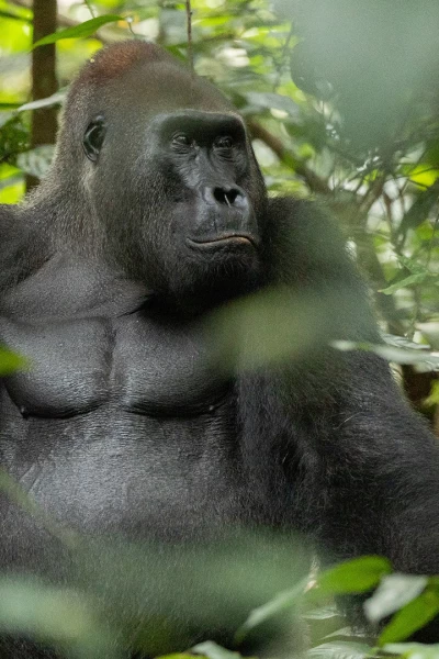 África: el corazón salvaje de la tierra. África: el corazón...: LLanuras