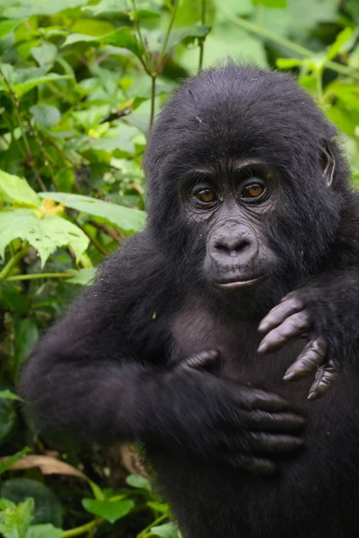 África: el corazón salvaje de la tierra. África: el corazón...: El futuro salvaje de África