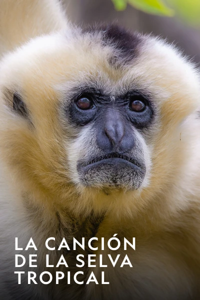 La canción de la selva tropical