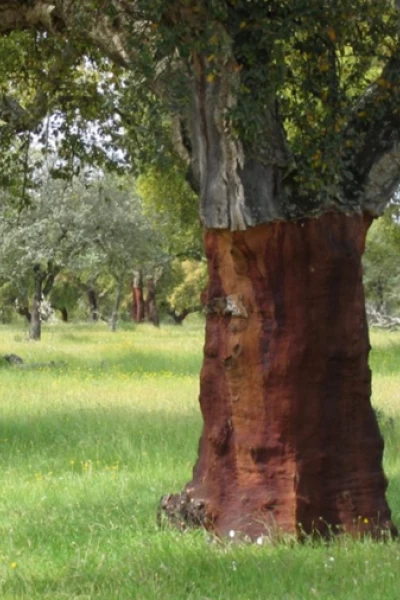 El bosque protector