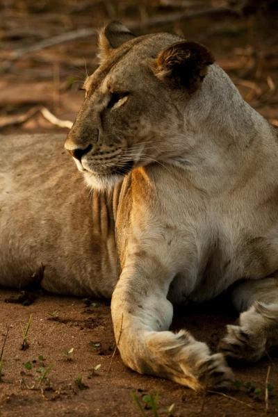 Elsa. La leona que cambió el mundo