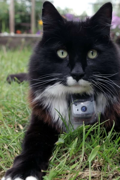 La vida secreta de los gatos